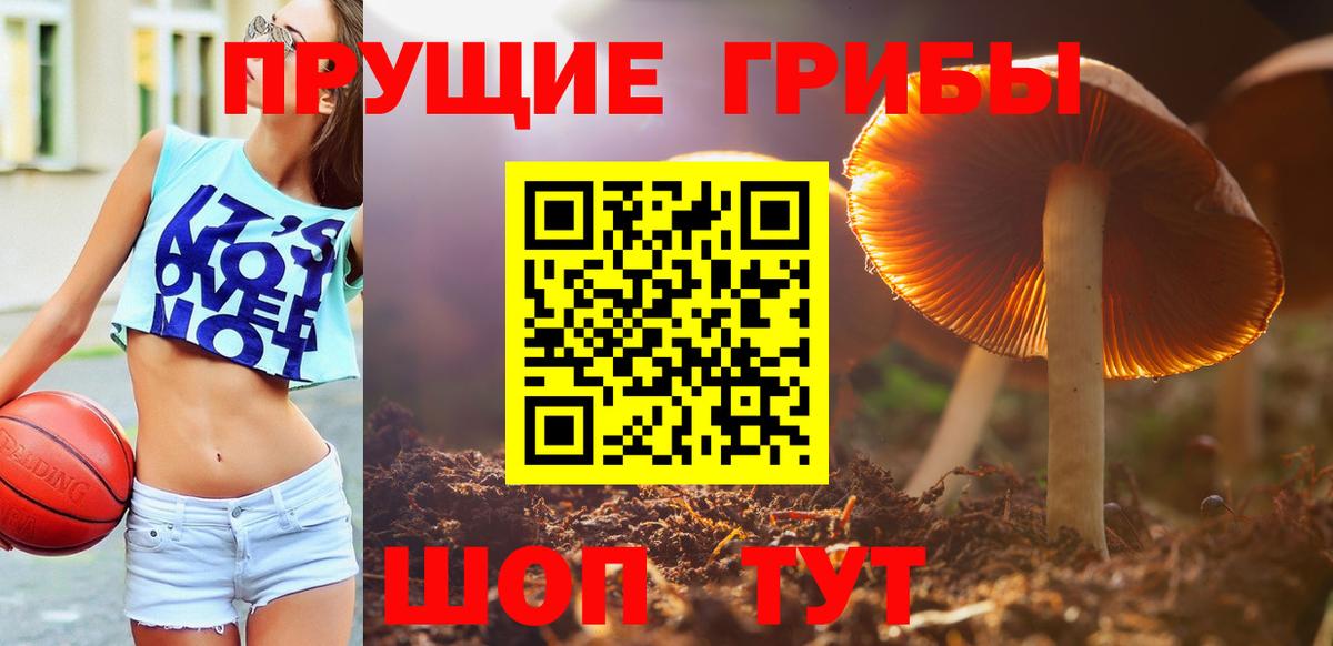Псилоцибиновые грибы Psilocybine cubensis Ухта